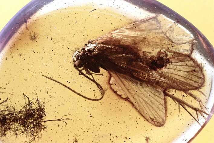 Detailed Fossil Caddisfly (Trichoptera) In Baltic Amber #330712